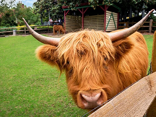 Highland cow