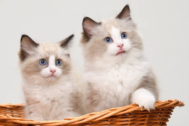 Ragdoll kittens playing inside a straw basket