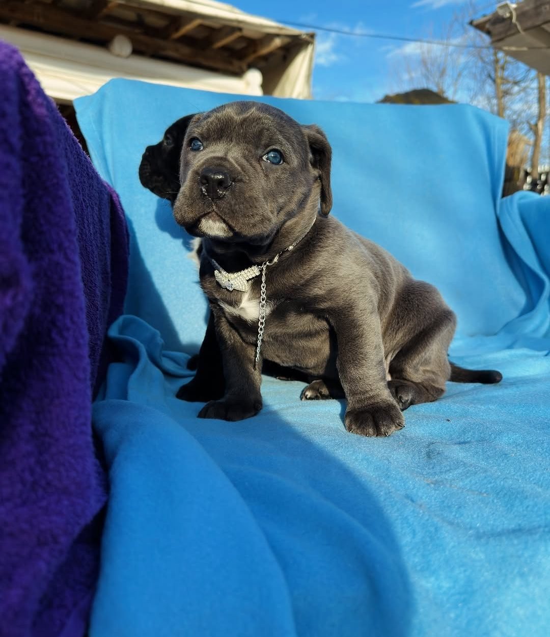 cane corso puppies (5)